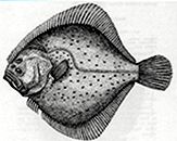 Scophthalmus maximus_claves